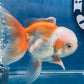 Red White Oranda