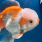 Red White Oranda