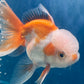 Red White Oranda