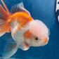 Red White Oranda