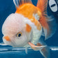 Red White Oranda