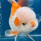 Red White Oranda