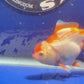 Red White Oranda