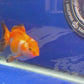 Thai Oranda Tricolor