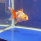 Red White Oranda