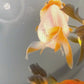 4 Babies Thai Oranda goldfish 2.1/2 inc