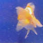 Thai Oranda White