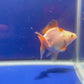 Red White Oranda