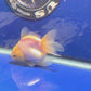 Thai Oranda White