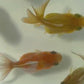 5 Babies Thai Oranda goldfish 1.75 inc