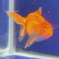 Red  Oranda