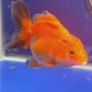 Thai Oranda Tricolor