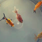 10 Babies Thai Oranda goldfish 1.75 inc