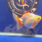 Red White Oranda