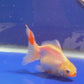 Thai Oranda Tricolor