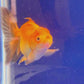 Red  Oranda