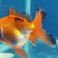 Thai Oranda Tricolor