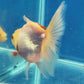 Thai Oranda White