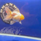 Thai Oranda White