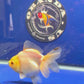 Thai Oranda White